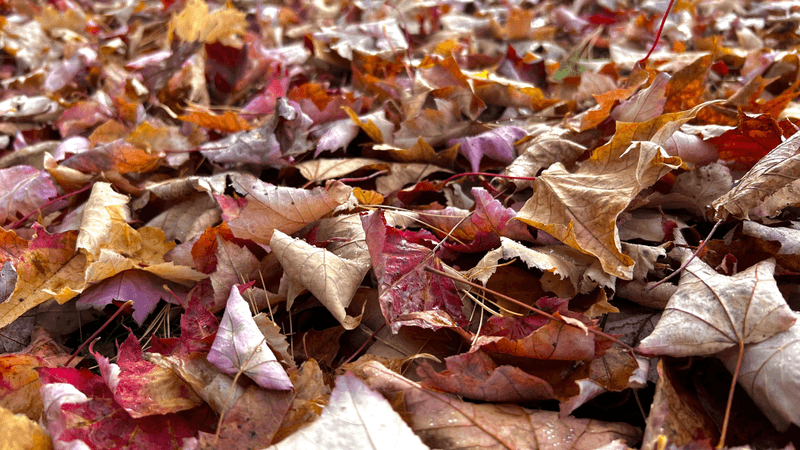 Fall Leaves